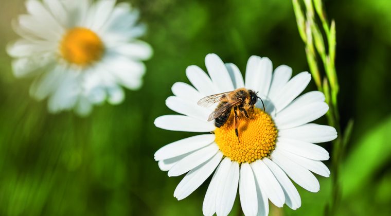 bienen